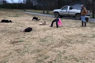 Niesamowity pokaz umiejętności psów pasterskich 