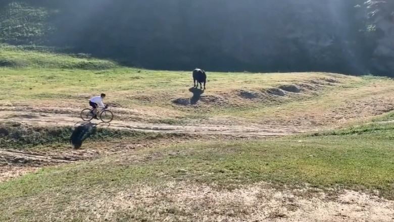 Byk kontra rowerzyści. Pechowe spotkanie na środku polany 