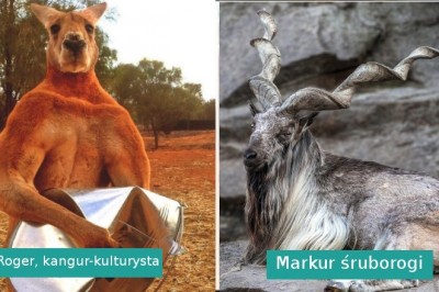 15 unikalnych zwierząt pokazujących, że Matka Natura zawsze potrafi nas zaskoczyć