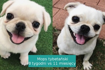 Te rasy psów, przez całe życie wyglądają jak słodkie szczeniaczki
