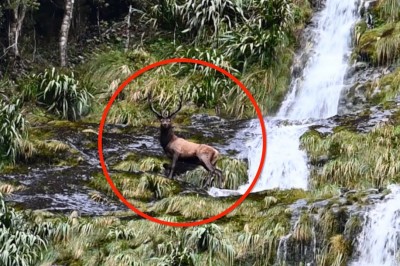 Codzienna porcja ciekawych i zabawnych filmików #465