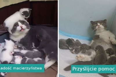 16 sytuacji pokazujących uroki rodzicielstwa wśród zwierzaków