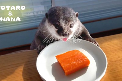 Codzienna porcja ciekawych i zabawnych filmików #469