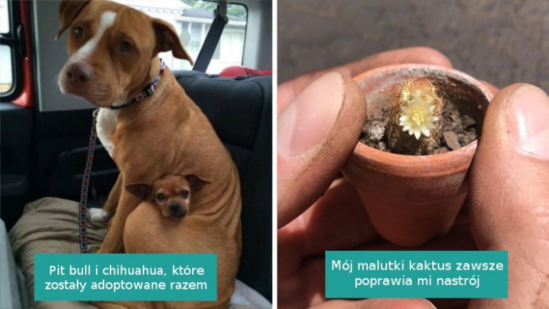 17 zdjęć, które dostarczają całe mnóstwo powodów do uśmiechu