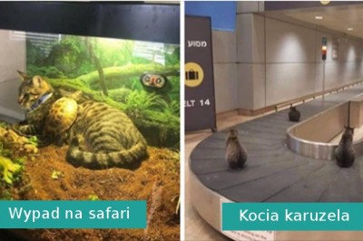 20 zabawnych zdjęć kotów, które znalazły się w miejscach, w których nie powinny