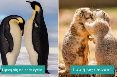 14 interesujących faktów na temat zwierząt, które mogą was zaskoczyć
