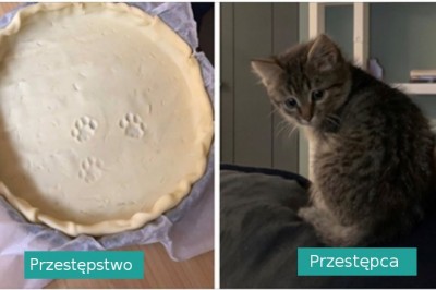 16 przestępstw i przestępców, uwiecznieni na zdjęciach przez ich właścicieli