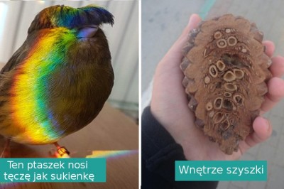 16 intrygujących zdjęć, które zasłużyły na wyróżnienie