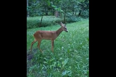 Kiedy sarenka atakuje Sebixów. Mieli pełne gacie, gdy uciekali