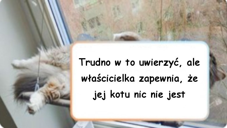 Galeria zwierząt, które  zachowują się nie są do końca normalnie i zaskakują właścicieli