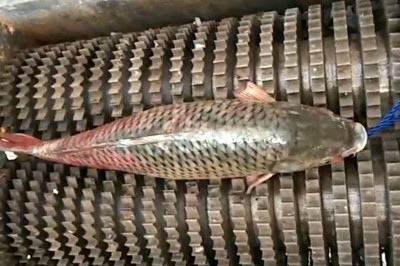 Codzienna porcja ciekawych i zabawnych filmików #501