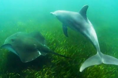 Codzienna porcja ciekawych i zabawnych filmików #503