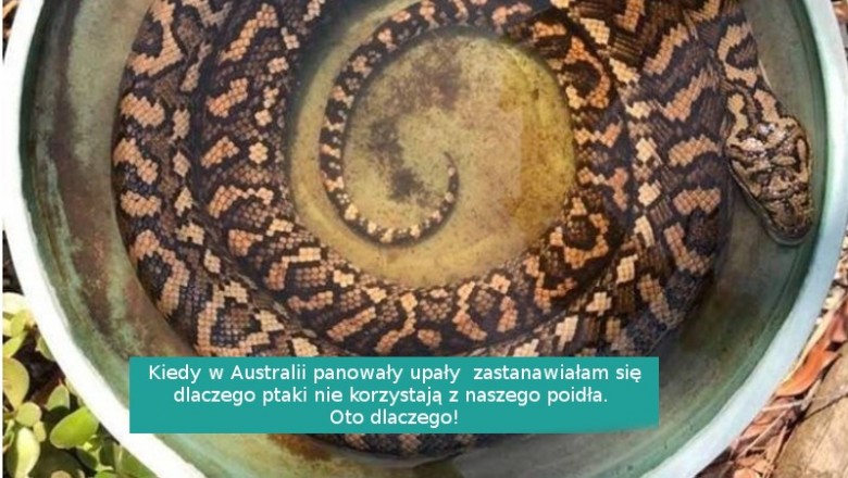 17 powodów do podziwiania pięknej Australii... z dość bezpiecznego dystansu