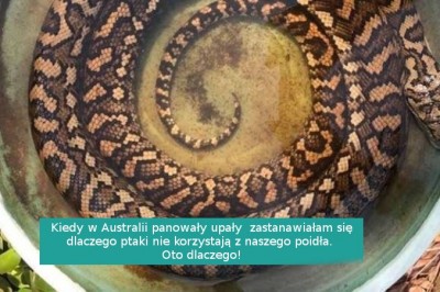 17 powodów do podziwiania pięknej Australii... z dość bezpiecznego dystansu