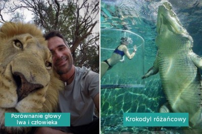 15 zdjęć pokazujących, że wiele zwierząt jest zdecydowanie większych niż sądzimy