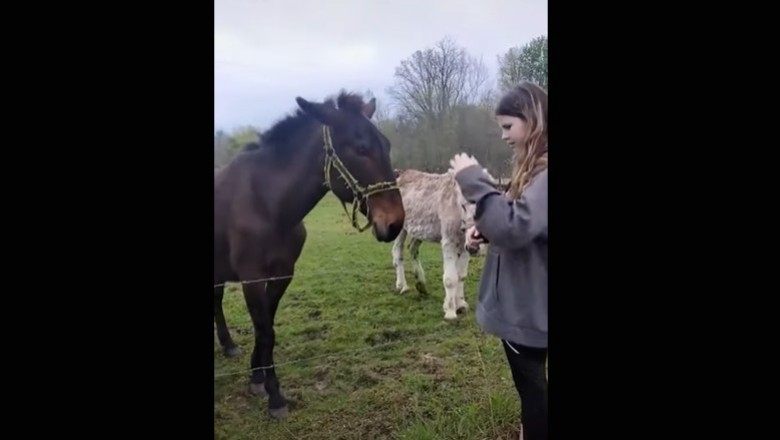 Nawet osioł miał z niego bekę, czyli pies kontra pastuch