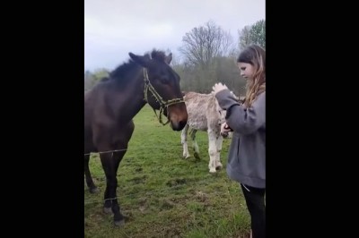 Nawet osioł miał z niego bekę, czyli pies kontra pastuch