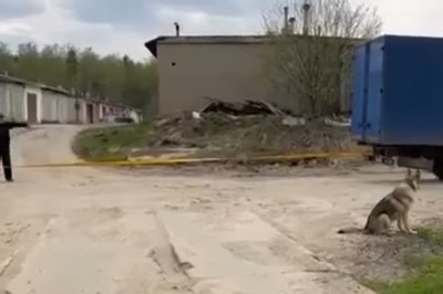 Mistrzowie wyciągania samochodu z rowu. Nawet pies był zdziwiony