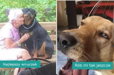 „Co to za dziwny pies?” 20 zdjęć zabawnych psiaków, którymi podzielili się Internauci