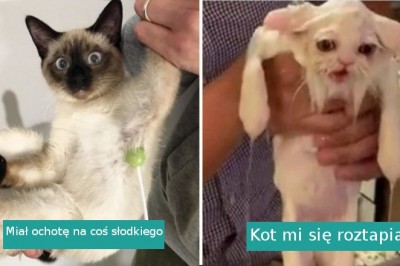 20 zwierząt, których zachowanie zaskoczyło nawet właścicieli 