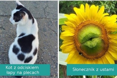 17 szczęściarzy, którzy natknęli się na małe cua w najmniej spodziewanym momencie