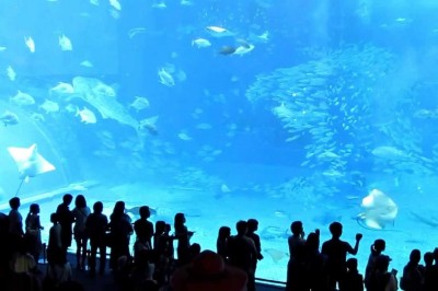 Codzienna porcja ciekawych i zabawnych filmików #521