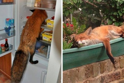 17 osób, które znalazły w swoim domu lisa. Nietypowi, nieproszeni goście