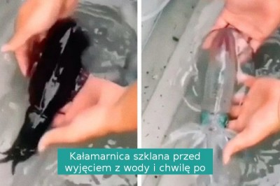 15 stworzeń, które wyglądają jakby posiadały fragment DNA kosmitów