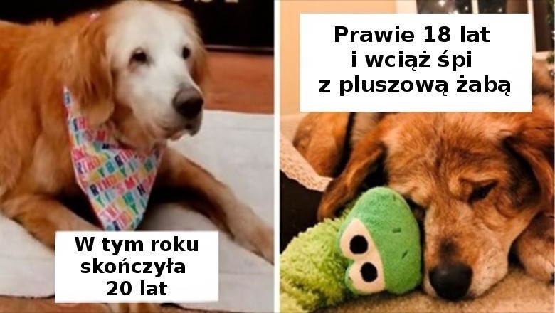 20 zdjęć starszych piesków, które wraz z wiekiem stały się jeszcze bardziej urocze