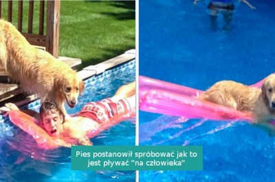 16 bezczelnych zwierzaków, które doskonale wiedzą jak zwrócić na siebie uwagę