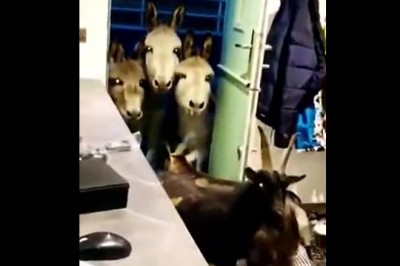 Kiedy zapomnisz zamknąć drzwi i wpadają niezapowiedziani goście 