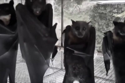 Codzienna porcja ciekawych i zabawnych filmików #538