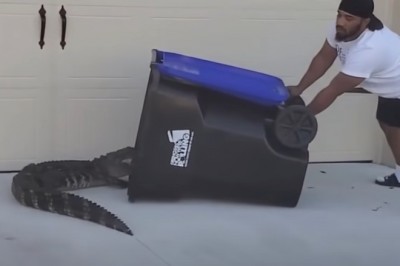 Facet łapie aligatora w śmietnik na własnym podwórku