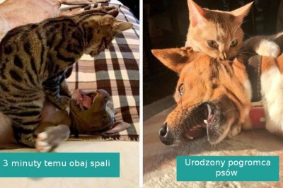 18 kotów, dla których dokuczanie psom to ich ulubiona rozrywka