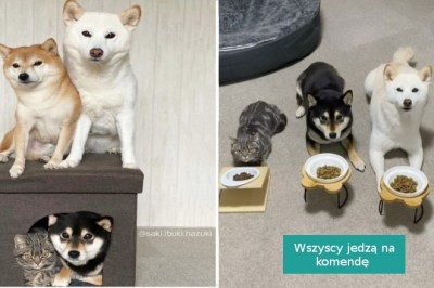 Ten kot jest przekonany że jest psem tak samo jak jego przybrani psi bracia