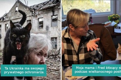 16 niezwykle krzykliwych kotów, które uwielbiają zwracać na siebie uwagę