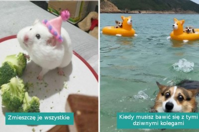 20 przezabawnych zwierzaków, których wygłupy poprawią ci humor