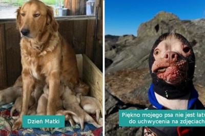 16 psów, których właścicielom nie grozi ani chwila nudy