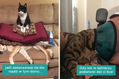 20 dominujących kotów zasłużyły na miano prawdziwych władców