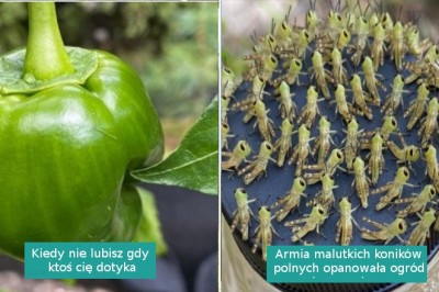 Galeria zdjęć pokazująca, że natura ma sporo asów w rękawie i  potrafi zaskoczyć