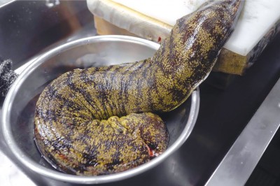 Codzienna porcja ciekawych i zabawnych filmików #577