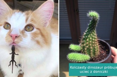 14 zdjęć działających jak antydepresanty. Nietypowe ujęcia które rozbawią każdego