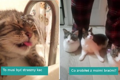 22 zdjęcia kotów, które pozostawiają więcej pytań, niż odpowiedzi