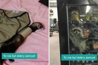 16 zwierzaków, które porwały się z motyką na słońce