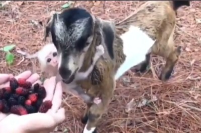 Codzienna porcja ciekawych i zabawnych filmików #588