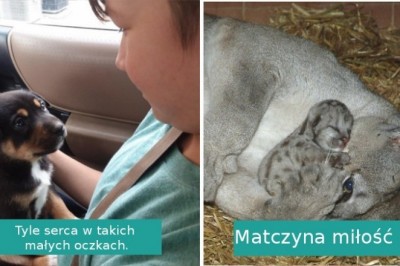 Te wyjątkowe zdjęcia udowadniają, że zwierzęta naprawdę wiedzą co to miłość