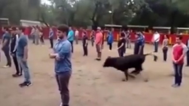 Profesor zabrał studentów na arenę do której wpuścił byka 