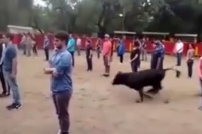Profesor zabrał studentów na arenę do której wpuścił byka 