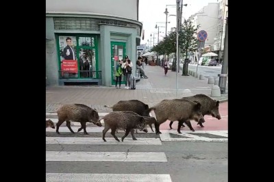 Codzienna porcja ciekawych i zabawnych filmików #601