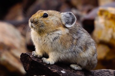 Codzienna porcja ciekawych i zabawnych filmików #603